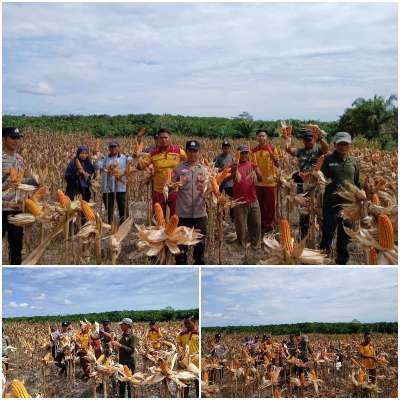 Polsek Manuhing dan Petani Bangun Sari Panen Raya 8 Ton Jagung