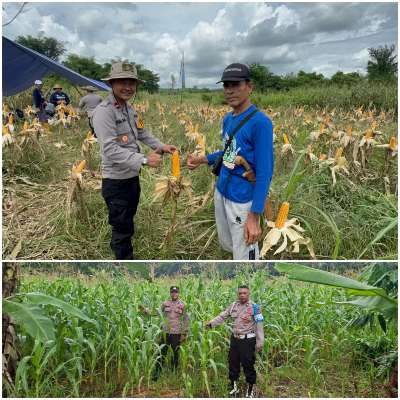 Polsek Halong Tanam Jagung, Dukung Program Ketahanan Pangan Presiden