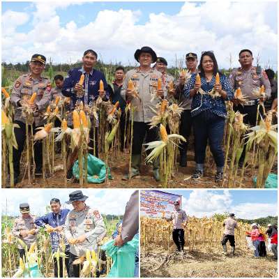 Polres Gunung Mas Panen Raya 12 Ton Jagung Hibrida