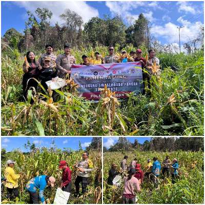 Polsek Rungan dan Warga Batu Puter Panen Raya 4 Ton Jagung Hibrida
