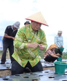 Bupati Samosir Tanam Bawang Putih, Perkuat Ketahanan Pangan Nasional