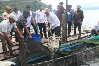 Wabup Deni Lumbantoruan Panen Raya Ikan Nila di BUMDes Saurdot