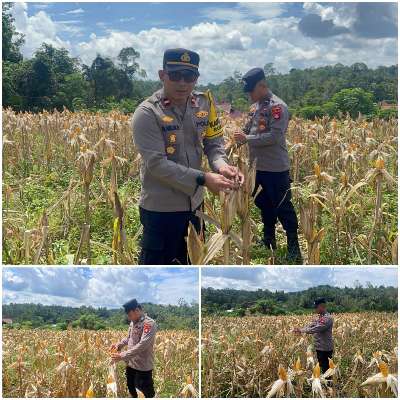 Dukung Ketahanan Pangan, Polsek Rungan Cek Lahan Jagung BUMDes Tajah Antang Raya